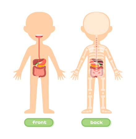 Isolated Template of Human Kid Body and Digestive system. Front Back view. Internal Organs Stomach Liver Intestines. Illustration for Children. Education and Anatomy lesson. Flat Cartoon style. Vectorのイラスト素材