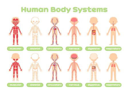 Set of Human Body Systems. Template. Muscular Skeletal Circulatory Nervous Digestive and Respiratory. Front Back view. Lesson Anatomy. Education with Kids. Poster for Medical Childrens design. Vector.のイラスト素材