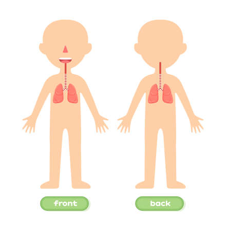 Human Respiratory System and Kid Body Template. Illustration for Study of Anatomy. Front Back view. Education for Little Children. Flat Cartoon style. White background. Vector stock illustration.のイラスト素材