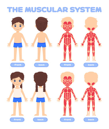 Muscular System for Preschool Children. Illustration for Lesson of Anatomy and Biology. front back view. set. cartoon style. white background. Vector stock illustration for Education Medical Design.のイラスト素材
