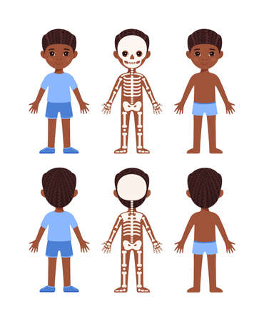 Skeletal System of a Small Child. Human Skeleton. front and back view. A Pretty Boy Standing and Smiling. Illustration for Lesson of Anatomy and Biology. Education for Little Children. vector image.のイラスト素材