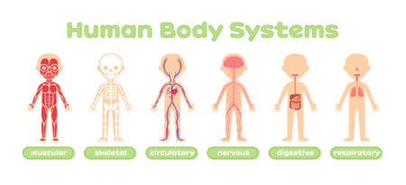 human body systems. Muscular Nervous Circulatory Skeletal and Digestive systems. template. Color cartoon style. set. Illustration for Anatomy and Biology Lesson. Education with children. Vector.のイラスト素材