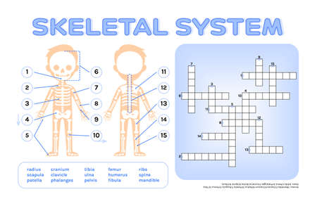 Crossword Puzzle for Children. Skeletal System. Page from Workbook. print. Worksheet for Anatomy and Biology Lesson. Flat Color Cartoon style. white background. Vector image for Education with Kids.のイラスト素材