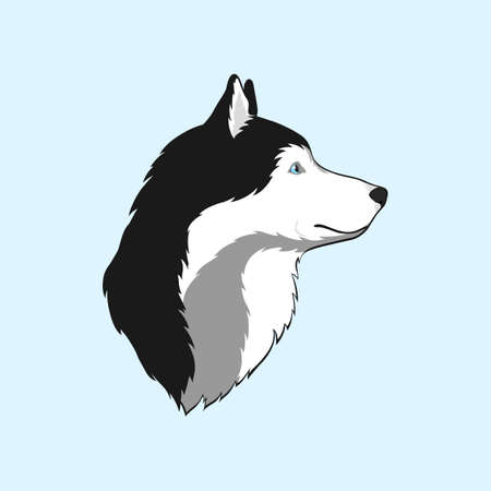 Isolated Beautiful Alaskan Husky Dog. One Head of a Pretty Siberian Husky. portrait. sideview. Black White and Gray Color. blue eyes. blue background. Vector illustration for Logo and Design.のイラスト素材