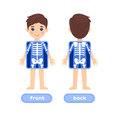 A Cute Brunette Boy and an X-ray Screen. Part of a Human Skeleton. front and back view. Colorful cartoon style. white background. Image for Snatomy lesson. Vector illustration for a Child Education.のイラスト素材
