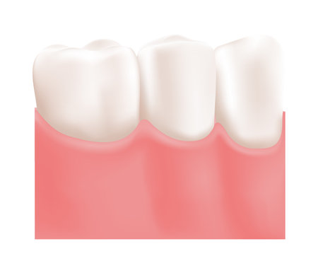Healthy White Shiny Human Teeth. Pink Healthy Gums. Molar and Premolar Teeth. Template for education. Color Realistic 3d style. white background. Vector illustration for Dental Hygiene Medical Design.のイラスト素材