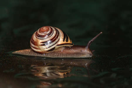 Snail on a black backgroundの写真素材