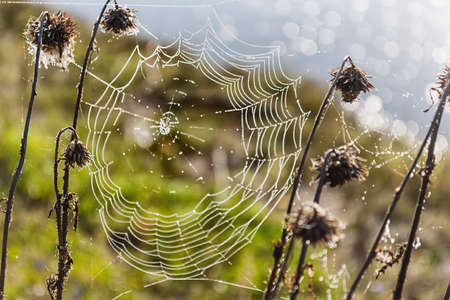 autumn web, at the river