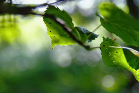 hazel green leaves lit by the sunの写真素材
