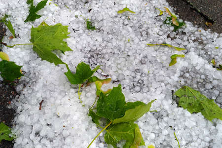 Large chunks of hail on dark asphalt and downed green maple leaves, a weather anomaly on a hot summer day.の写真素材