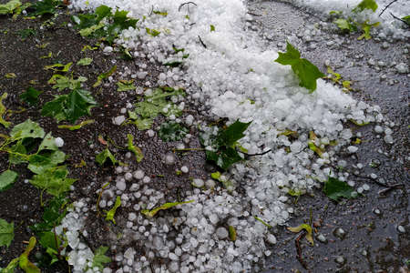 Large chunks of hail on dark asphalt and downed green maple leaves, a weather anomaly on a hot summer day.の写真素材