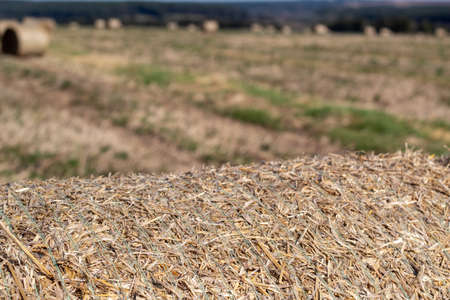 Fragment of a roll of dried grass on an empty field.の写真素材