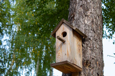 Birdhouse for forest birds on conifersの写真素材