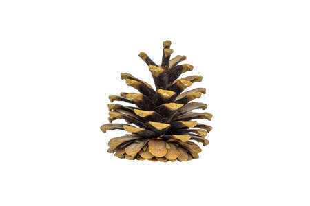 The pine cone is isolated on a white background, the view from the side.の写真素材
