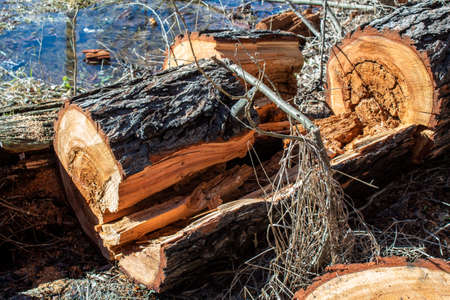 Sawed tree trunk, Clearing the forest from old trees, sanitary felling of trees.の写真素材