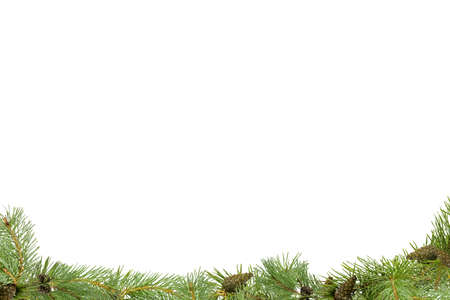 A frame of pine branches with small cones on a white background.の写真素材