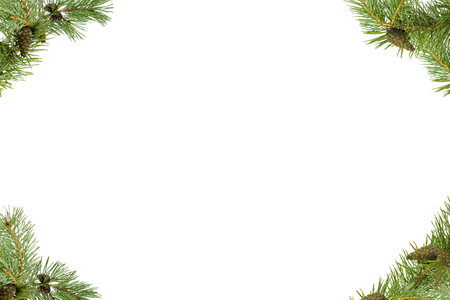 A frame of pine branches with small cones on a white background.の写真素材