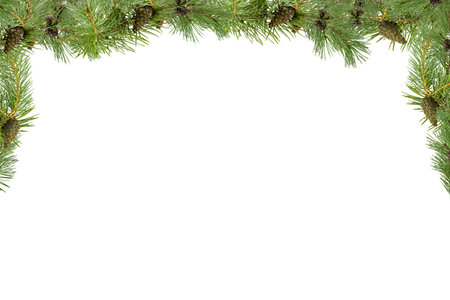 A frame of pine branches with small cones on a white background.の写真素材