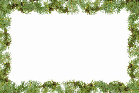 A frame of pine branches with small cones on a white background.の写真素材