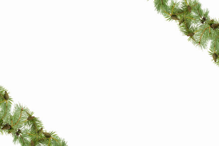 A frame of pine branches with small cones on a white background.の写真素材