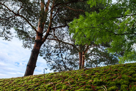Green moss on the roof of a wooden house in the forest. Old wooden roof out of focusの写真素材