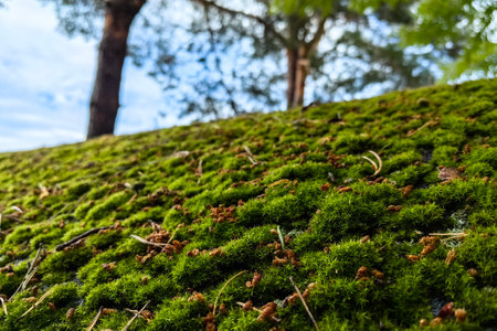 Green moss on the roof of a wooden house in the forest. Old wooden roof out of focus