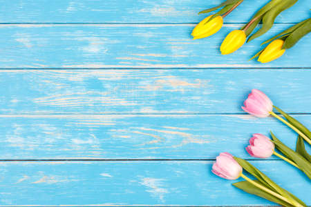 View of pink and yellow tulips on a blue wooden background.の写真素材