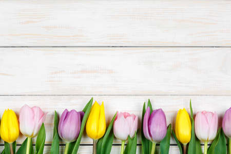 View of line of pink and yellow tulips lying on a white wooden backgroundの写真素材