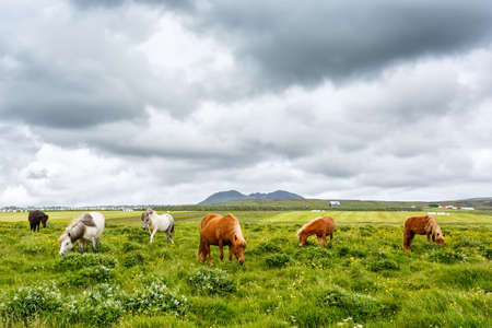 View of grazing horses on the grass under cloudy sky. Focus on horses.の写真素材