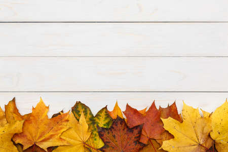 View of autumn maple leaves on white