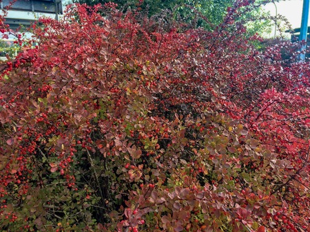 bush with red berries, dense crimson bush with a lot of autumn berries