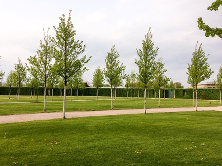 City park with young trees, lawn and hedgerowの写真素材