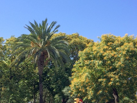 Blooming trees, flowering trees, lush vegetation, fine summer day, summer heatの写真素材
