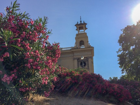 bush with lots of pink flowers, sunny weather, heatのeditorial素材