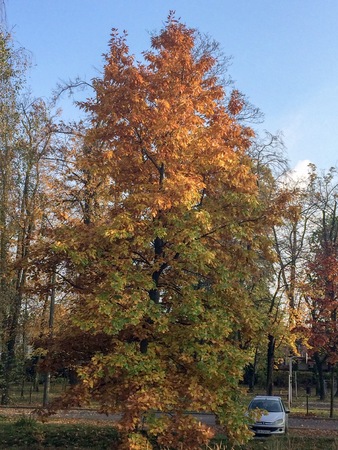 car near a tree with yellowed leaves, autumn park, yellow leaves on the groundのeditorial素材