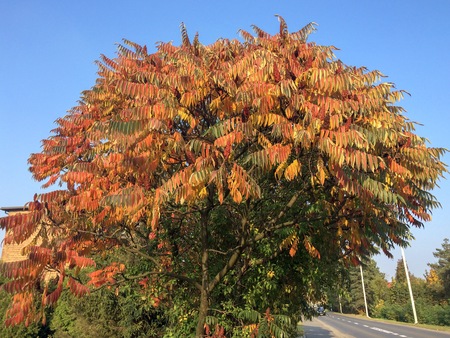 tree with yellow leaves, tree with yellow leaves against a clear blue sky, car rides along the roadの写真素材