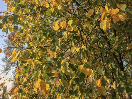 birch with yellow and green leaves, autumn mood, branches against the blue skyの写真素材