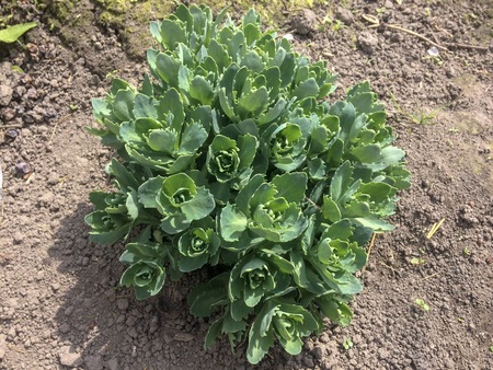 Young plant sprouts from the soil, bunches of growing greenery, earth in the garden, plant in the gardenの写真素材