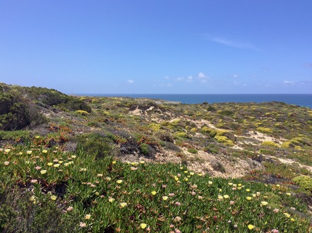 Summer arid landscape, hot sunny day, tropical plants and flowersの写真素材