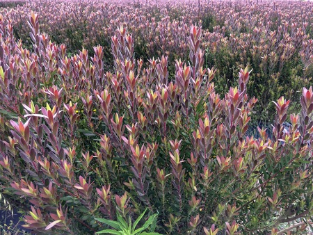 Beautiful plants, beautiful purple flowers, field of flowers, many strange plantsの写真素材