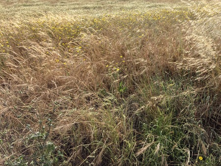 Wind shakes the field grassの写真素材