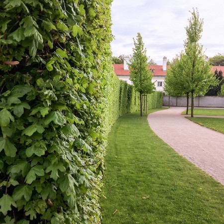hedge and young trees in the park, hedge, lawn, gravel path and young trees in the parkの写真素材