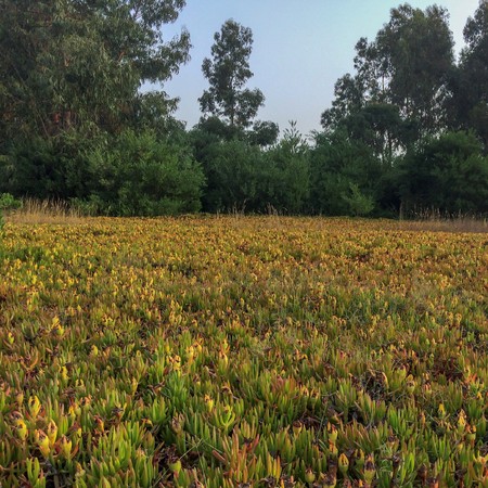 field grass at dawn, green trees, cloudy weather, wilting plantsの写真素材