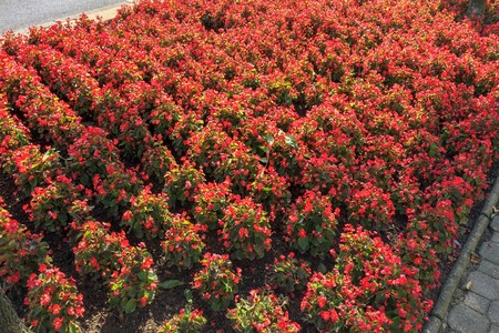 many bright red flowers, autumn flowers, rows of bright plants on a city flowerbedの写真素材