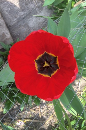 red tulip, Red tulip sprouted through the grille, saturated bright colorの写真素材