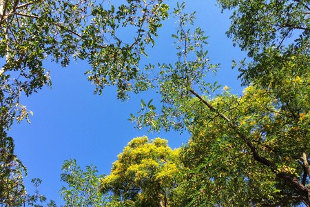 Blooming tree, branches of a blossoming tree against a blue skyの写真素材