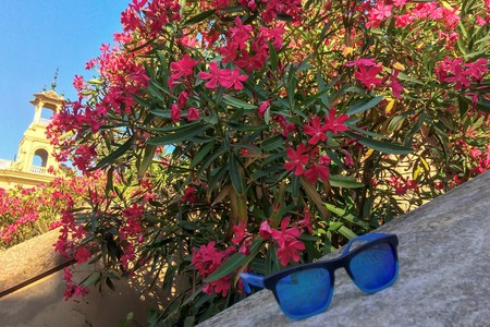 bush with lots of pink flowers, sunny weather, heatの写真素材