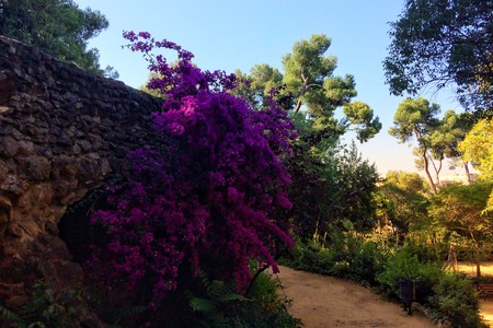 flowering bushes in the garden, flowering plants, path in the park, fine summer day, pink flowersの写真素材