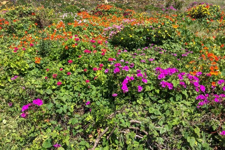 many different flowers, carpet of flowers, dense vegetation, colorful flowers, sunny warm dayの写真素材