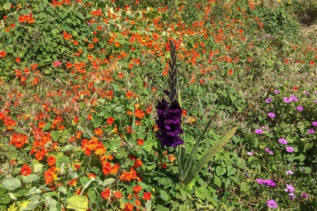 many different flowers, carpet of flowers, dense vegetation, colorful flowers, sunny warm day, stand out from the crowd, purple gladiolusの写真素材